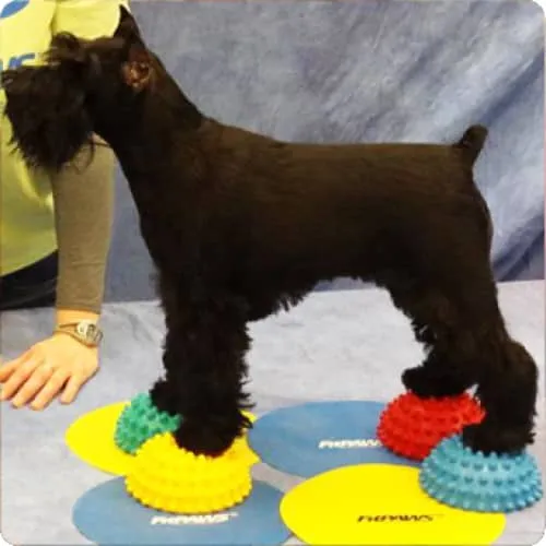 FitPAWS 4 Flexible Paw Pods